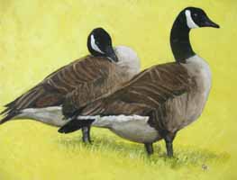 Canada Geese